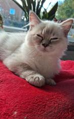 Zeer aanhankelijke ragdoll kittens met stamboom, Dieren en Toebehoren, Katten en Kittens | Raskatten | Langhaar, Meerdere dieren