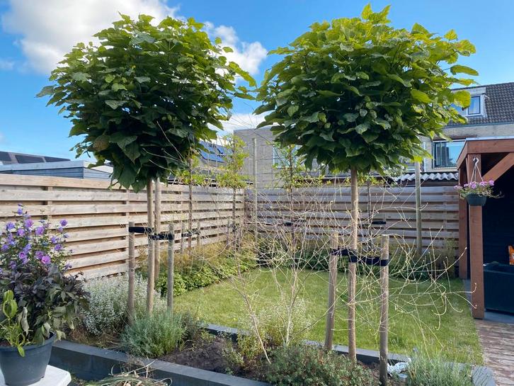 Catalpa bignonioides 'Nana' (Boltrompetboom) op stam 200 cm, Tuin en Terras, Planten | Bomen, Bolboom, 100 tot 250 cm, Halfschaduw