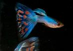 Raszuivere Blue Singa trio guppen, Dieren en Toebehoren, Vis, Zoetwatervis
