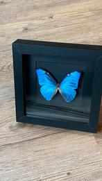 Vlinder opgezet taxidermie morpho adonis in 3d lijst, Ophalen of Verzenden, Nieuw, Insect, Opgezet dier