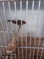 Mexciaanse roodmus man 2025, Dieren en Toebehoren, Vogels | Kanaries, Mannelijk, Kleurkanarie