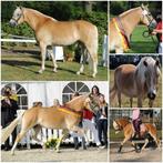 Te koop super gave drachtige merrie, Dieren en Toebehoren, Paarden, Merrie, Minder dan 160 cm, B, Gechipt