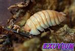 Armadillidium pallasii Orange (Corfu) isopods/pissebedden, Overige soorten