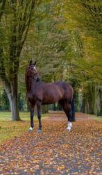 Bomproof kwpn merrie 15jr 1,70, Merrie, Springpaard, Gechipt, L