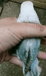Prachtige piep jonge agapornis fisheri opaline euwing pastel, Dieren en Toebehoren, Vogels | Parkieten en Papegaaien, Meerdere dieren