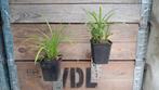 Liriope muscari ingwersen lelie gras siergras in p9 pot gras, Ophalen, Volle zon, Vaste plant, Siergrassen