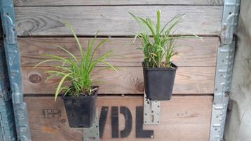 Liriope muscari ingwersen lelie gras siergras in p9 pot gras beschikbaar voor biedingen