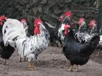 broedeieren zwarte en bonte leghorn exchequer, Dieren en Toebehoren, Pluimvee, Geslacht onbekend, Kip