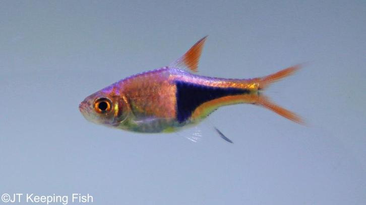 Trigonostigma Heteromorpha - Kegelvlek Barbeel, Dieren en Toebehoren, Vissen | Aquariumvissen, Zoetwatervis, Vis, Schoolvis