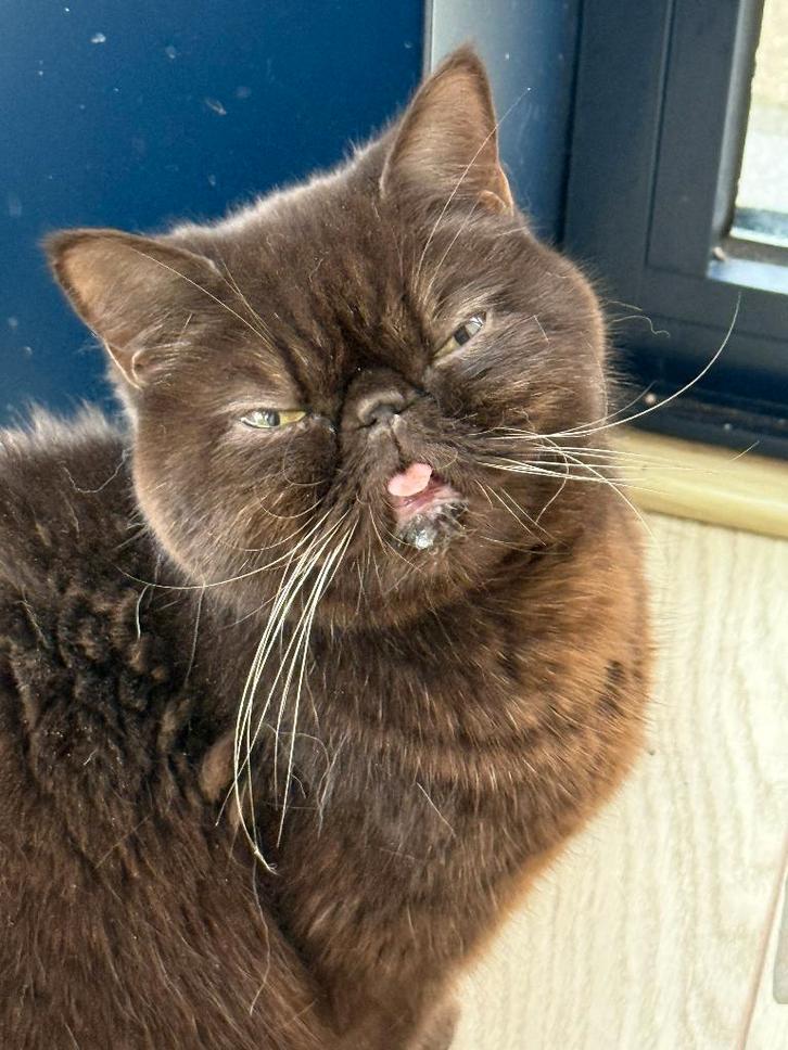 exotic (zonder stamboom en ragdoll met stamboom, Dieren en Toebehoren, Katten en Kittens | Raskatten | Korthaar, Poes, 3 tot 5 jaar