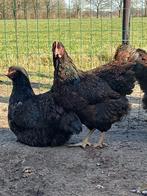 Broedeieren en kuikens barnevelder dubbel gezoomd, Dieren en Toebehoren, Pluimvee, Geslacht onbekend, Kip