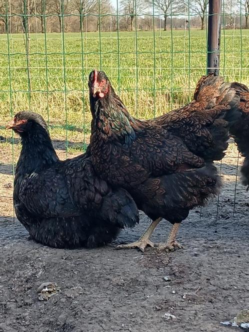 Broedeieren en kuikens barnevelder dubbel gezoomd, Dieren en Toebehoren, Pluimvee, Kip, Geslacht onbekend