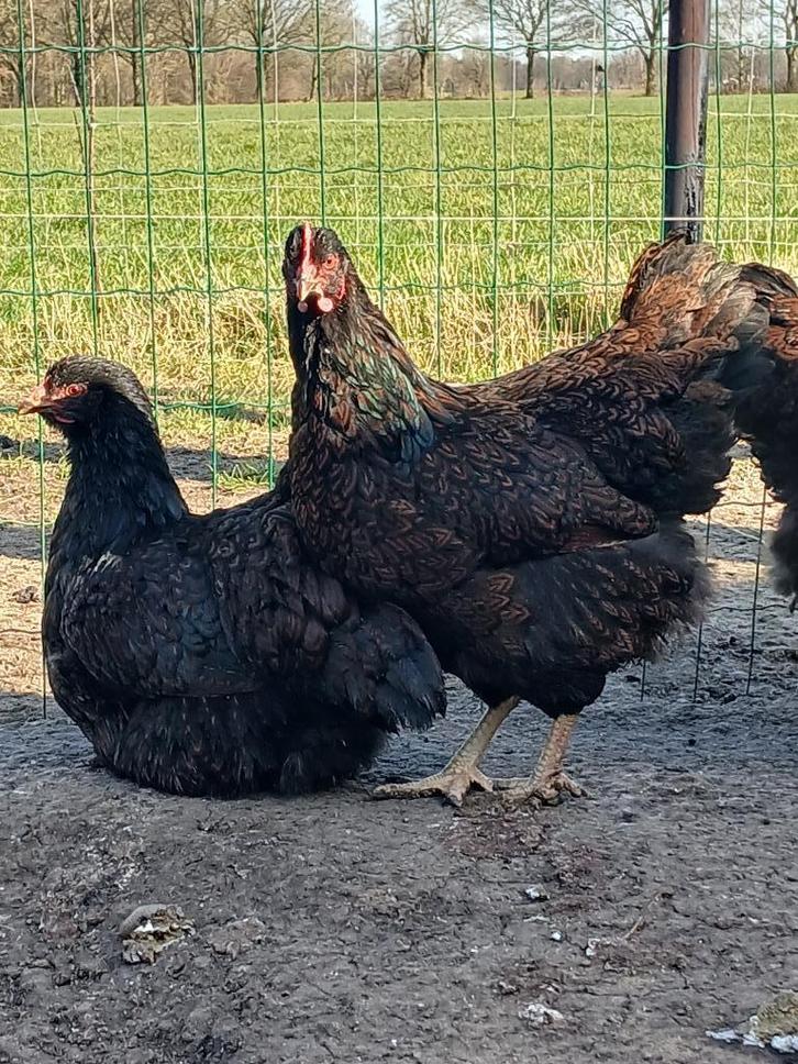 Broedeieren en kuikens barnevelder dubbel gezoomd, Dieren en Toebehoren, Pluimvee, Kip, Geslacht onbekend