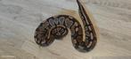 Koppel Gravel het DG ball python, Dieren en Toebehoren, Reptielen en Amfibieën, Slang, Tam, 0 tot 2 jaar