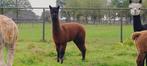 Alpaca merrie, Dieren en Toebehoren, April, Vrouwelijk
