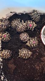 Testudo hermanni hermanni - Sicilië (Etna populatie), Dieren en Toebehoren, Reptielen en Amfibieën, Schildpad, 0 tot 2 jaar