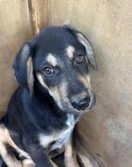 Maak kennis met Benito, Dieren en Toebehoren, Honden | Niet-rashonden, Particulier, Rabiës (hondsdolheid), 15 weken tot 1 jaar