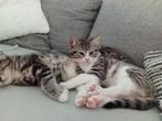 Lieve halve Ragdoll Kittens, Dieren en Toebehoren, Meerdere dieren, Langharig, 0 tot 2 jaar