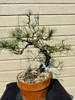 Pinus Thunbergii Bonsai, Tuin en Terras, Planten | Bomen, Winter, Ophalen of Verzenden