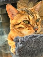 Bengaals origineel stamboom  paspoort, Dieren en Toebehoren, Poes