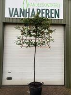 Groenblijvende Leibomen( Prunus caucasica), Halfschaduw, 250 tot 400 cm, Bloeit niet, Leiboom