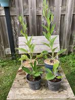 Russische smeerwortel (Bocking 14), Tuin en Terras, Planten | Tuinplanten, Volle zon, Vaste plant, Zomer, Ophalen