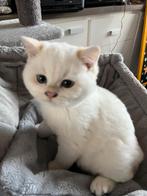 Britse korthaar golden point kater/poesje te koop 2x gevacin, Dieren en Toebehoren, Meerdere dieren, Gechipt, 0 tot 2 jaar