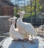 Jonge witte pauwen te koop, Dieren en Toebehoren, Meerdere dieren, Overige soorten