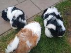 Shitzu, Dieren en Toebehoren, Honden | Chihuahua's en Gezelschapshonden, Overige rassen, 8 tot 15 weken, Meerdere, Meerdere dieren