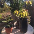 Biologische jonge Eik Esdoorn Plataan Zaailingen de potten, Tuin en Terras, Planten | Bomen, Bloeit niet, Minder dan 100 cm, Volle zon