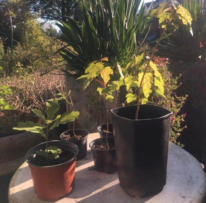 Biologische jonge Eik Esdoorn Plataan Zaailingen de potten, Tuin en Terras, Planten | Bomen, Overige soorten, Minder dan 100 cm