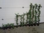 Klimop hedera hibernica, hedera helix, Ophalen, Overige soorten, Haag
