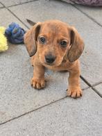 Dwerg Teckelpups   Teckelpups, Dieren en Toebehoren, CDV (hondenziekte), 8 tot 15 weken, Dwerg, Langhaar