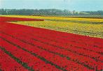 AK Bollenvelden - Holland in bloementooi (b), Verzenden, 1960 tot 1980, Ongelopen, Natuur