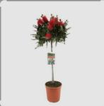 Callistemon Lampenpoetser - Prachtige tuinplant 100cm, Tuin en Terras, Ophalen, Volle zon, Overige soorten