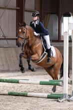 Verzorgpaard gezocht! Bijrijder aangeboden, Dieren en Toebehoren, Paarden en Pony's | Overige Paardenspullen, Ophalen of Verzenden
