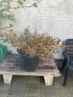 Zaden van Chinese waaierpalm, Tuin en Terras, Bloembollen en Zaden, Ophalen, Voorjaar, Volle zon, Zaad