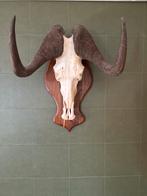 Buffelschedel Trofee op Houten Schild - Antiek Decoratie, Ophalen of Verzenden