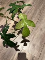 Philondendron florida ghost stek, Huis en Inrichting, Kamerplanten, Ophalen of Verzenden, Halfschaduw, Minder dan 100 cm