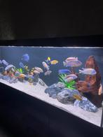 Cichliden visbestand, Dieren en Toebehoren, Vis