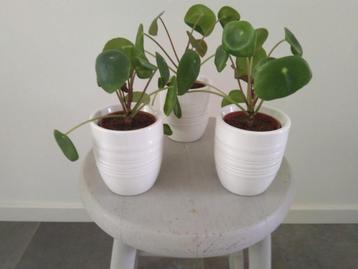 Drie witte bloempotjes met een pannenkoek plant. beschikbaar voor biedingen