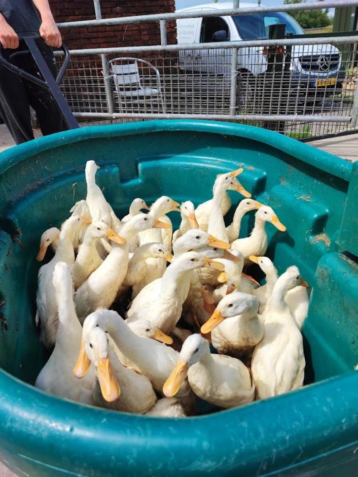 || Leg Eenden || Indische Loopeend Vrouwtjes! (Loop eenden), Dieren en Toebehoren, Pluimvee, Eend, Vrouwelijk