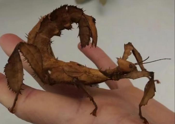 Eitjes van Australische flappentak/ Extatosoma tiaratum, Dieren en Toebehoren, Insecten en Spinnen, Wandelende tak