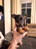 Jack Russell pups Black and Tan puppys, Parvo, 8 tot 15 weken, Meerdere, Meerdere dieren