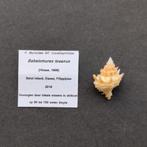 Schelpen - diverse Babelomurex (Murex), Verzamelen, Ophalen of Verzenden, Schelp(en)