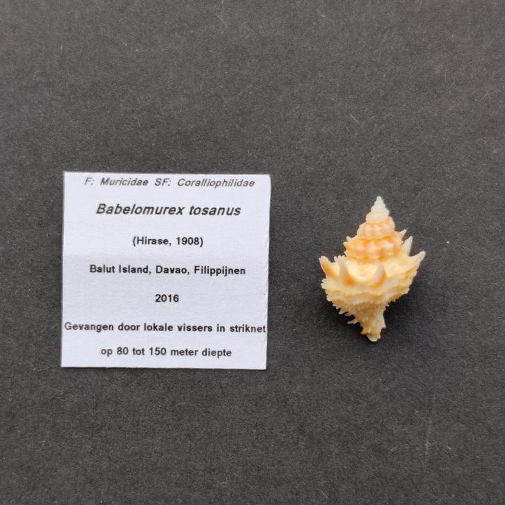 Schelpen - diverse Babelomurex (Murex), Verzamelen, Mineralen en Fossielen, Schelp(en), Ophalen of Verzenden