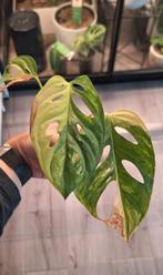 Monstera Adansonii Aurea wetsticks te koop, Huis en Inrichting, Kamerplanten, Ophalen of Verzenden, Overige soorten, Minder dan 100 cm