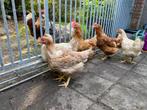Te koop: Amber star legkippen, Dieren en Toebehoren, Meerdere dieren, Kip