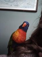 Lori van de blauwe bergen, Vrouwelijk, Papegaai, Geringd