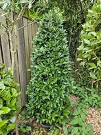 Laurier Laurus nobilis, Ophalen, Zomer, Overige soorten, Volle zon
